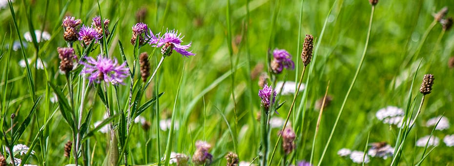 Wildblumenwiese mit Flockenblumen