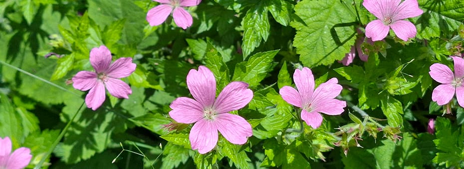 Beitragsbild 12 von 12 Juni