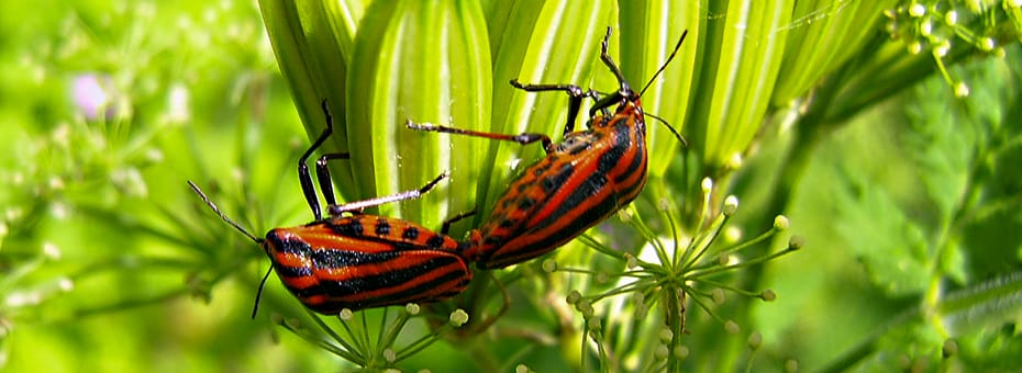 Beitragsbild USP - Natürlich sichtbar