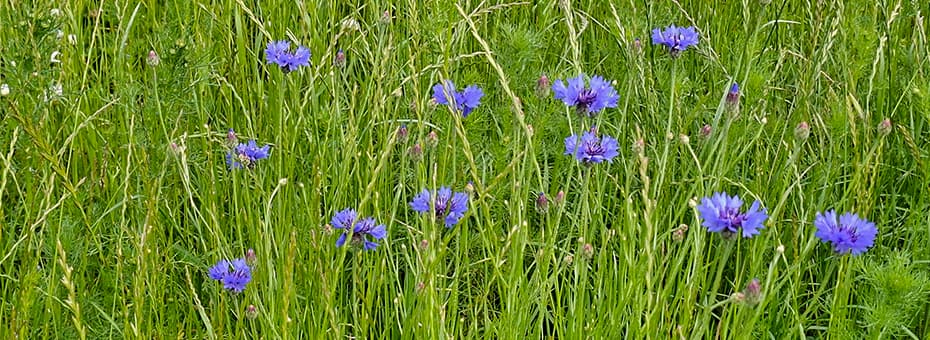 Branding-Farben Kornblumenblau