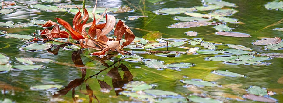 Beitragsbild Monatsrückblick Juli