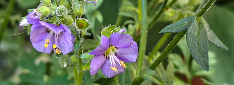 Beitragsbild Natürliches Branddesign