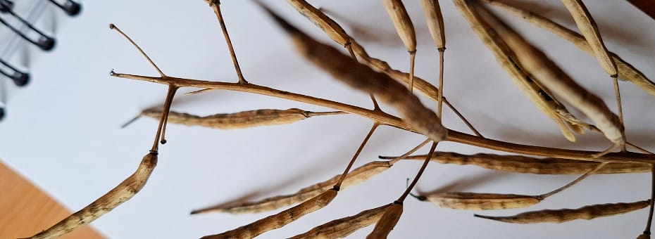 Beitragsbild Raps Natürliche Logos