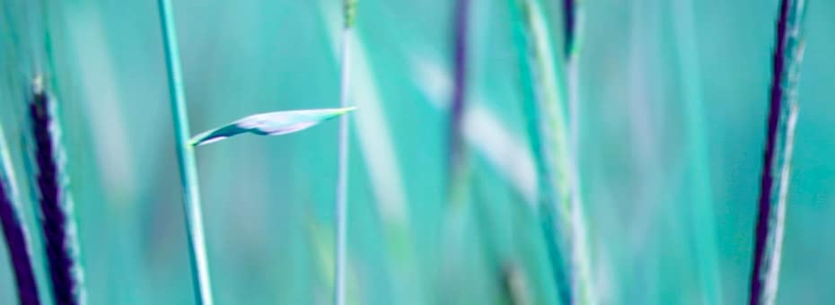 Beitragsbild Brand Essence