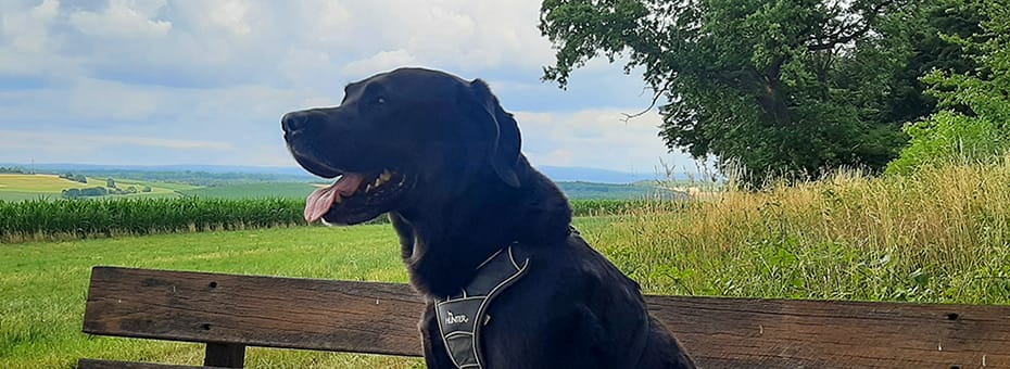 Beitragsbild Bürohund Remo