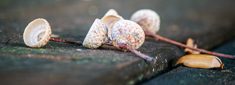 Beitragsbild Design Manifest