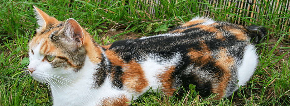 Beitragsbild nachhaltige Fotografie mit Katzen