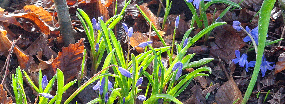 12 von 12 März - Blausternchen und dürre, braune Blätter