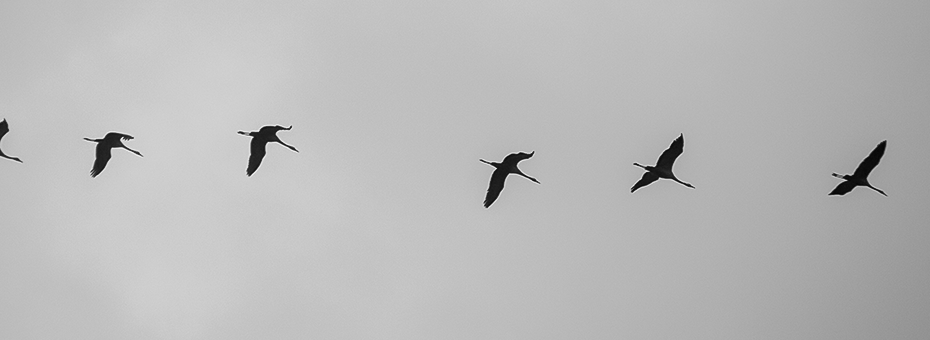 Beitragsbild Februar-Rückblick - Kraniche kehren zurück
