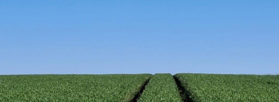 Beitragsbild Markenbegleitung - Weg durchs Kornfeld und blauer Himmel